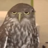 Animados para tu chat 4 11