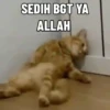 Kucing Kuvukiland 9