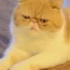 Gatitos Random 😻  9