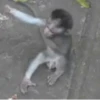 Little monkeys 14