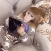 Little monkeys 7