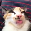 Gatitos Random 😻  10
