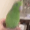 Pajaritos UwU🐦💗💫 8