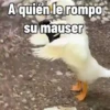 🦆Animalitos graciosos🦉 10