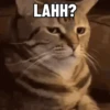 Kucing Kuvukiland 15