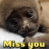 Memes engraçados de animais 17
