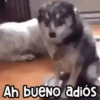 🐶 Perritos Frases Mov. 1.0 🐾 11