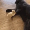 GATINHOS FOFOS V3 💖 11