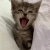 Cats Animated 🐱🐈 13