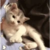 Kucing gemezz 8