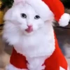 🐱Michis en Navidad🎁🎄 22