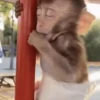 Little monkeys 12