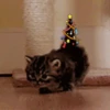 🐱Michis en Navidad🎁🎄 5
