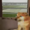 Animated Memes 5