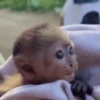 Little monkeys 8