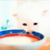 ❤️🐱 Dilo con michis 2 🐱❤️ 4