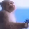 Funny Animals 6