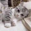 Cat expression 6