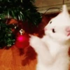 🎅🏻 Navidad Random 🎄 8