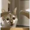 Animados Gatitos 🙀 10