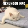 Kucing Kuvukiland 6