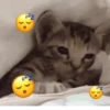 GATINHOS FOFOS V3 💖 13