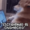 🐶 Perritos Frases Mov. 1.0 🐾 6