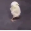 Gif lucu 8