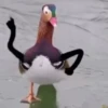 🦆Animalitos graciosos🦉 13