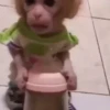 Little monkeys 13