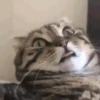 Kittos 😺 17