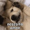 Perritos🐶 5