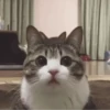 16. Memes, reações e deboches 20
