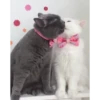 Kitten 12