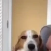 Funny Animals 9
