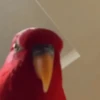Pajaritos UwU🐦💗💫 7