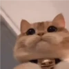 Cat expression 13