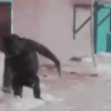 Funny Animals 8