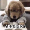 Perritos🐶 7