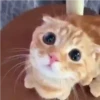 Kitten 8