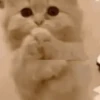 Funny Animals 5