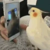 Pajaritos UwU🐦💗💫 6