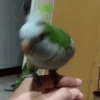 Pajaritos UwU🐦💗💫 11