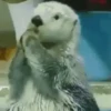 Funny Animals 14