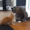 ❤️🐱 Dilo con michis 2 🐱❤️ 12