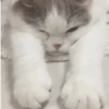 Cat expression 8