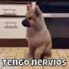 Perritos🐶 10