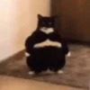 Animados Gatitos 🙀 5