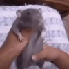 Animated Memes 13
