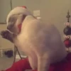 🐱Michis en Navidad 2🎁🎄 15